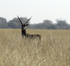 Antilope cervicapra