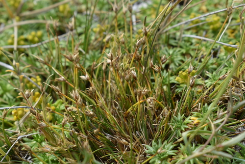 Carex sorianoi