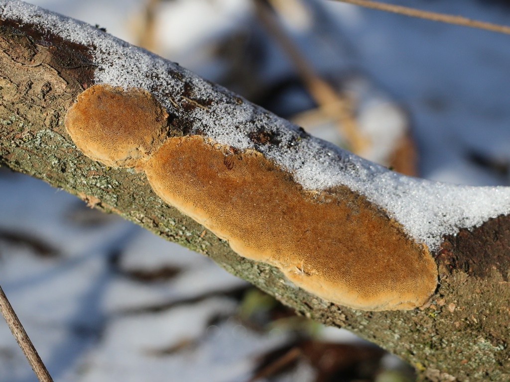 Steccherinum ochraceum · February 2026 · photo: © yuriydanilevsky (iNaturalist, cc-by)