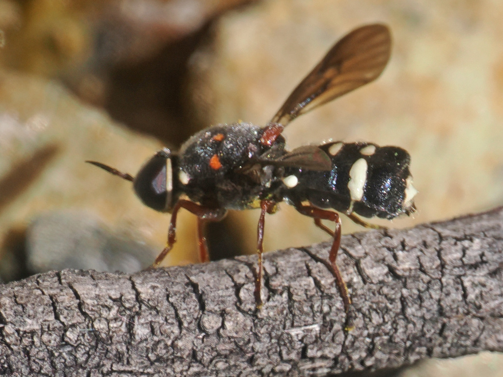 Pselaphomyia nigripennis