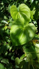Dioscorea antaly