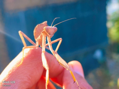 Hierodula bhamoana