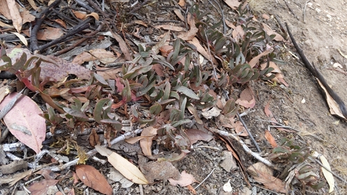 inland pigface (Carpobrotus modestus)
