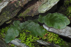 Tectaria zeilanica