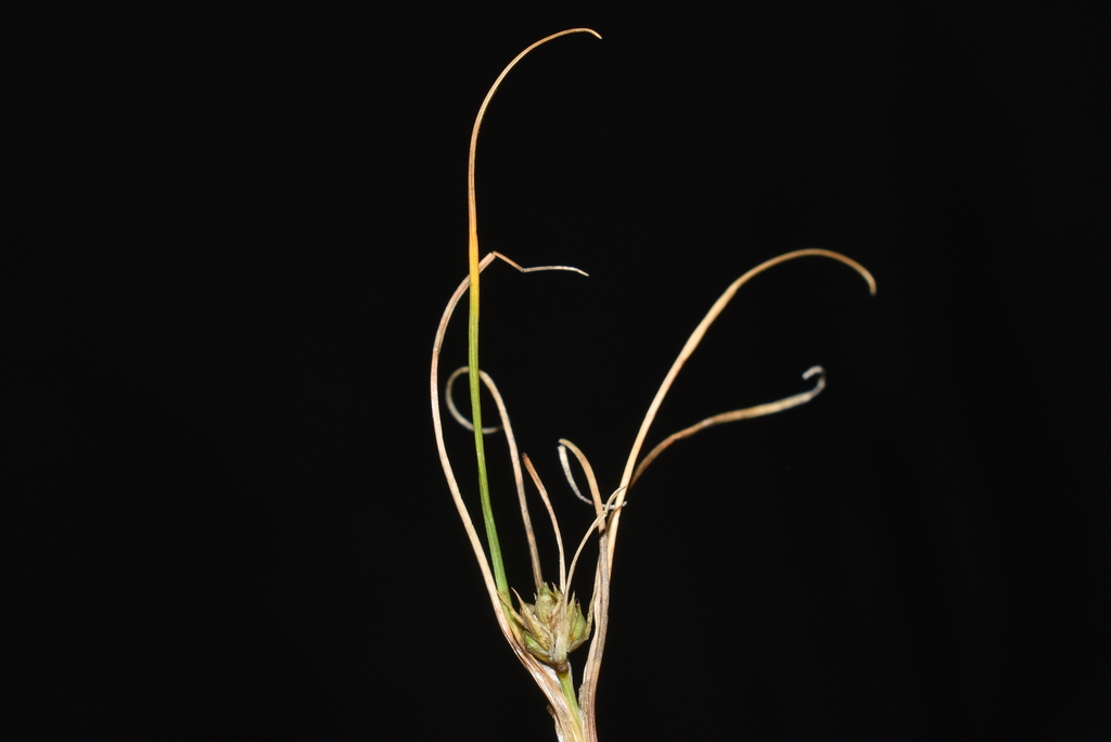 Carex austroamericana