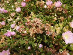 Disphyma australe australe