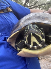 Pseudemys peninsularis