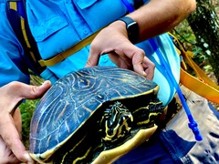 Pseudemys peninsularis