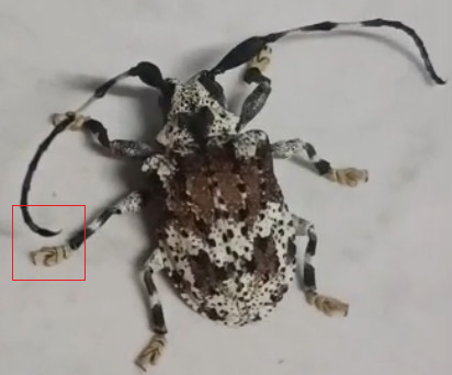 Scorpion Beetle