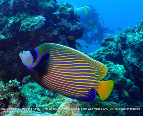 Emperor Angelfish — seen at this dive site