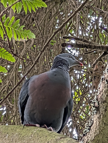 Trocaz Pigeon (Columba trocaz)