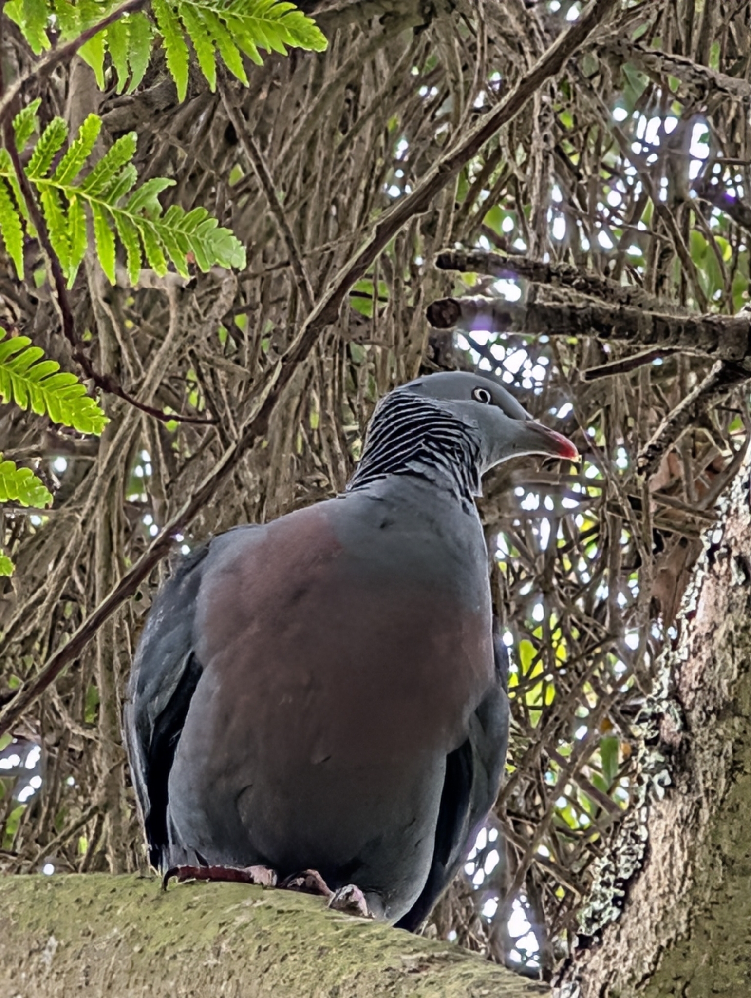Trocaz Pigeon (Columba trocaz), photo 1
