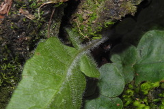 Tectaria zeilanica