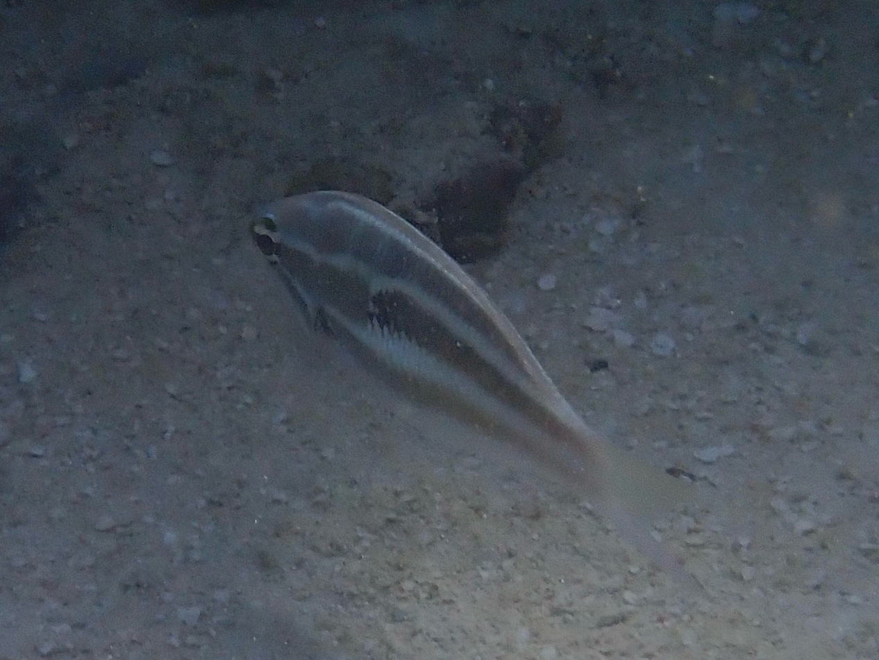 Three-Striped Whiptail photo 8