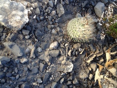 Coryphantha werdermannii