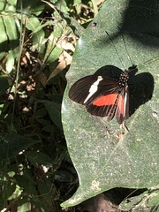 Heliconius clysonymus clysonymus