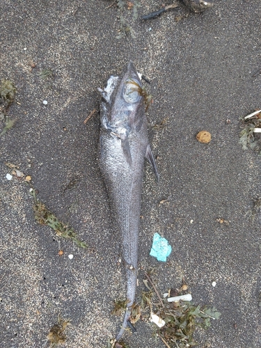 Coelorinchus observed 2026-02-03