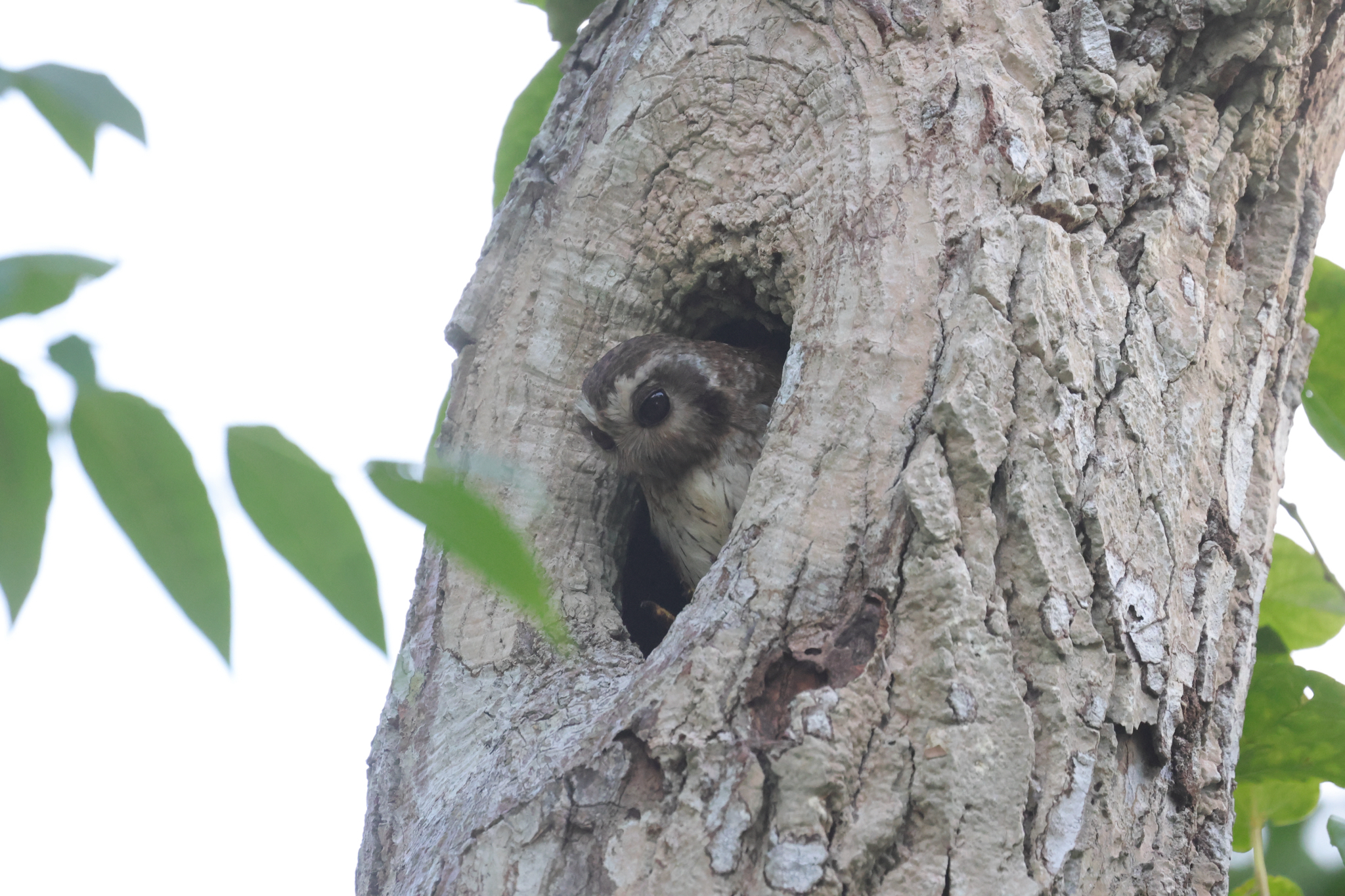 Bare-legged Owl (Margarobyas lawrencii), photo 2