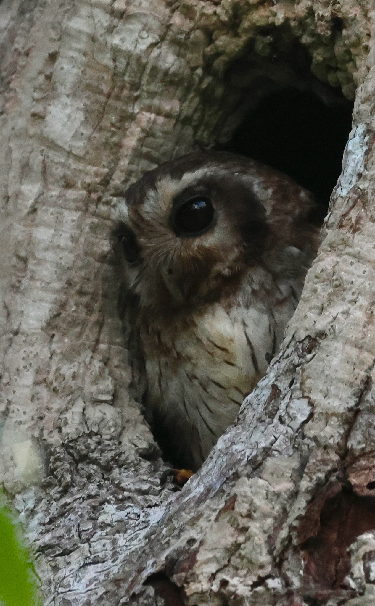 Bare-legged Owl (Margarobyas lawrencii), photo 1