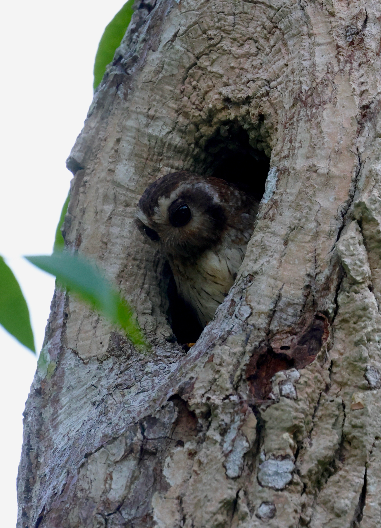 Bare-legged Owl (Margarobyas lawrencii), photo 3