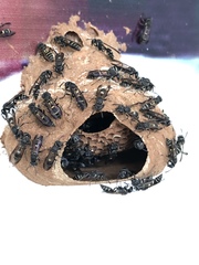 Polybia occidentalis