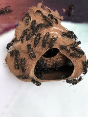 Polybia occidentalis