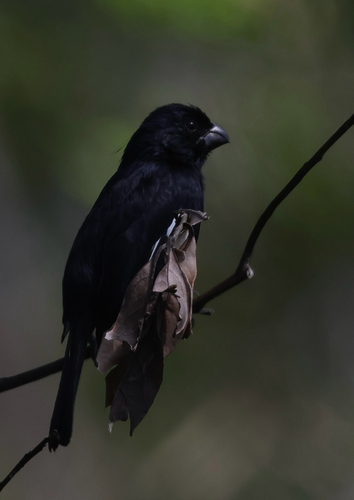 Cuban Bullfinch (Melopyrrha nigra), photo 4