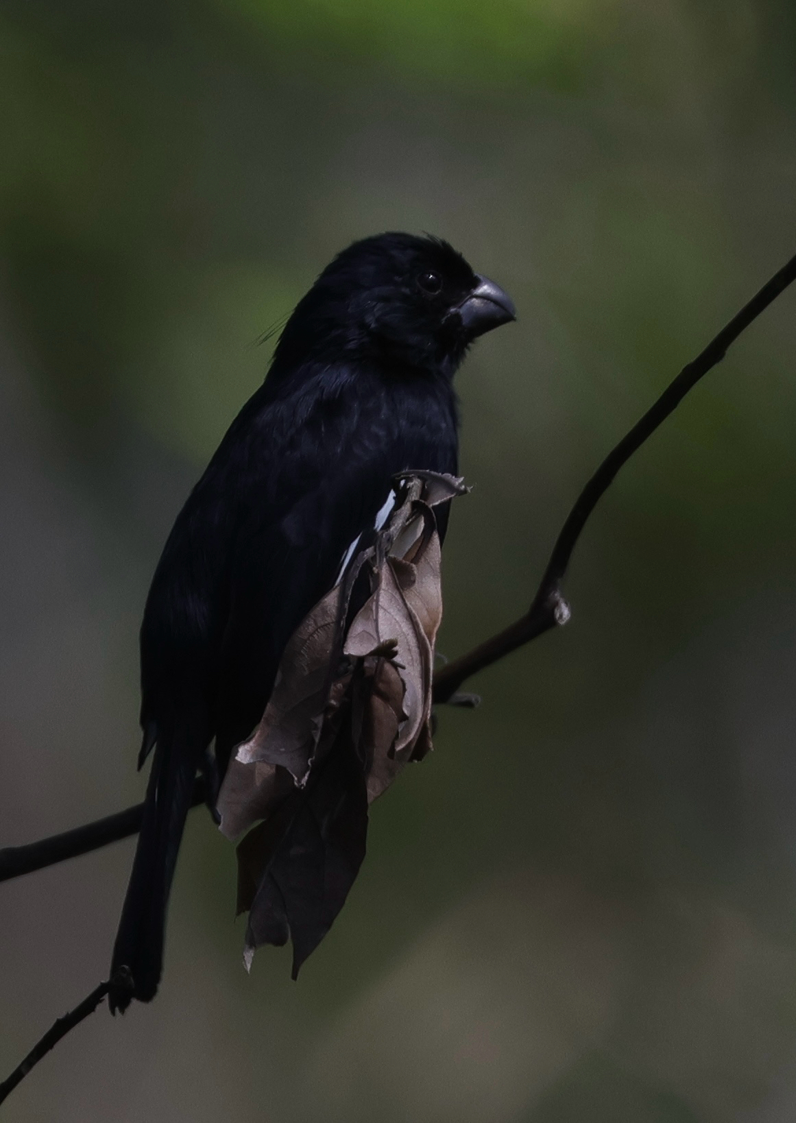 Cuban Bullfinch (Melopyrrha nigra), photo 5