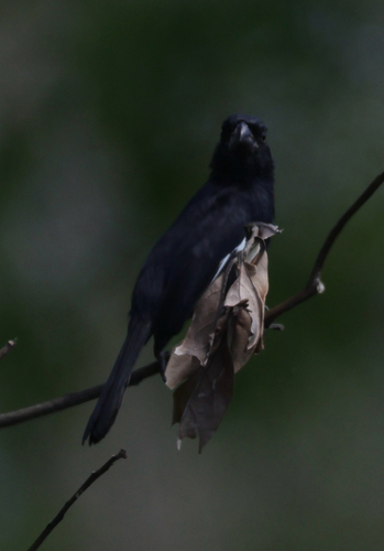Cuban Bullfinch (Melopyrrha nigra), photo 5