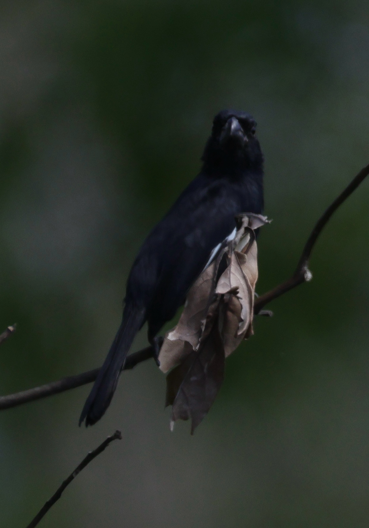 Cuban Bullfinch (Melopyrrha nigra), photo 6