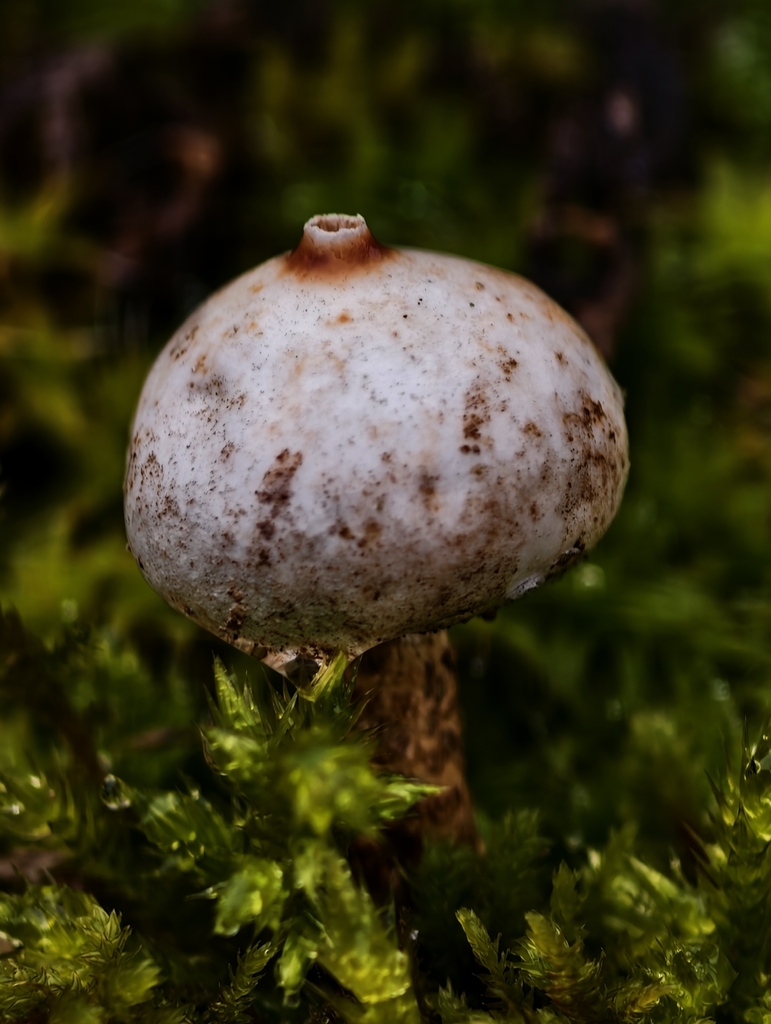Tulostoma brumale · February 2026 · photo: © falcontierra (iNaturalist, cc0)