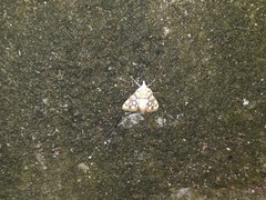 Lepidoptera