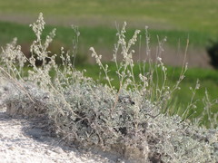 Artemisia hololeuca