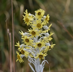 Senecio niveoaureus