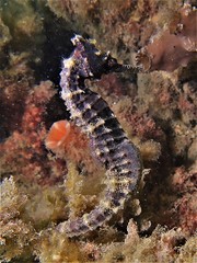 Hippocampus subelongatus