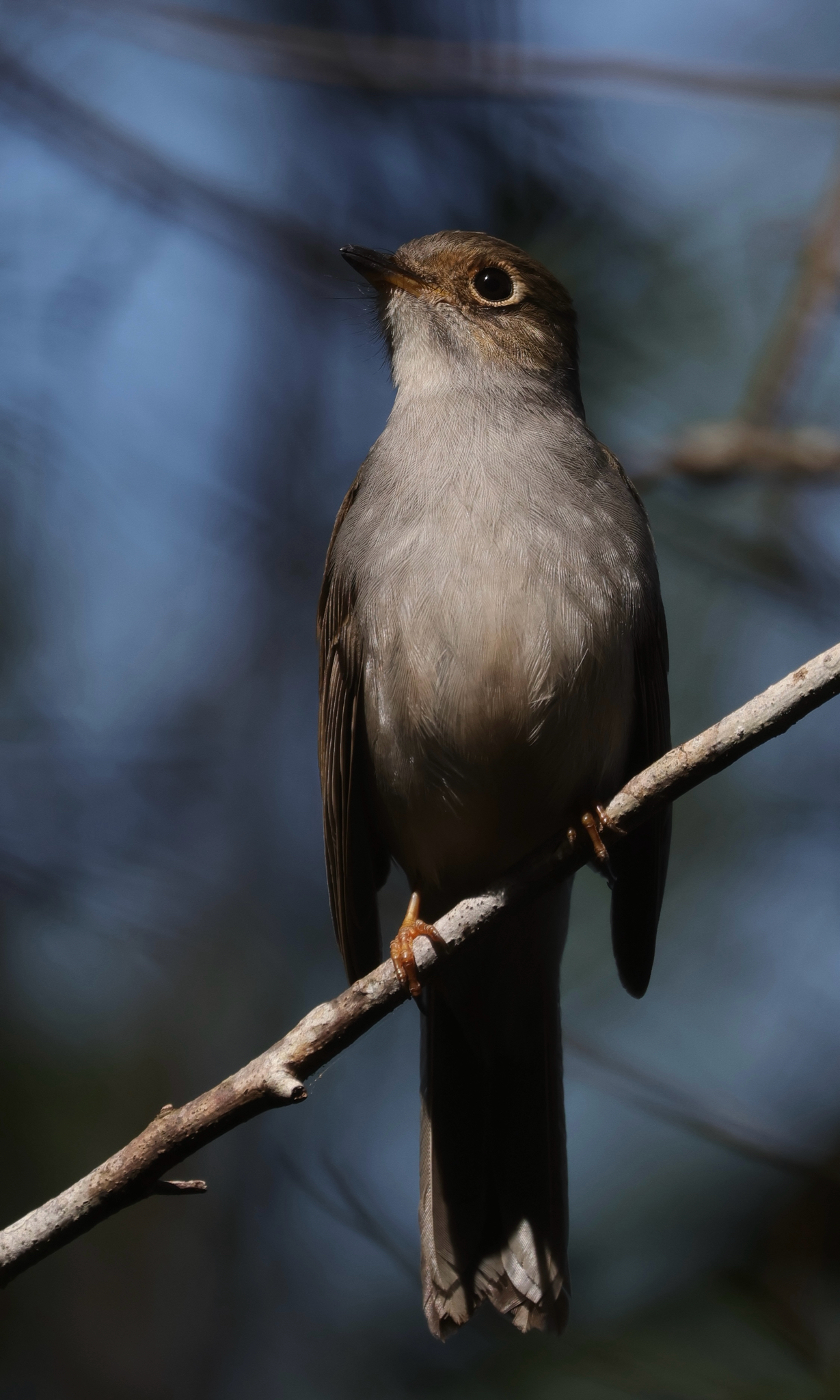 Cuban Solitaire (Myadestes elisabeth), photo 2