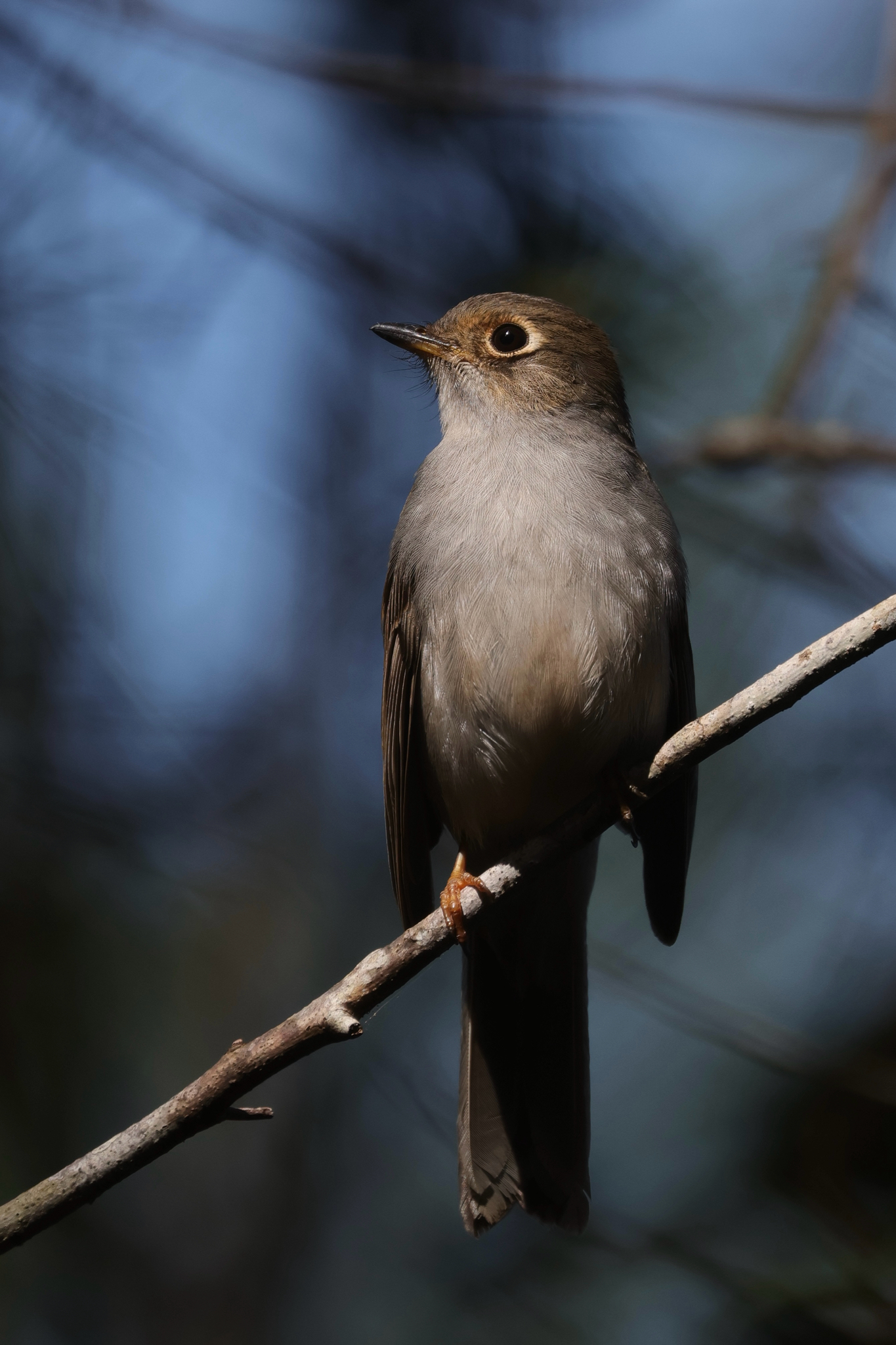 Cuban Solitaire (Myadestes elisabeth), photo 8