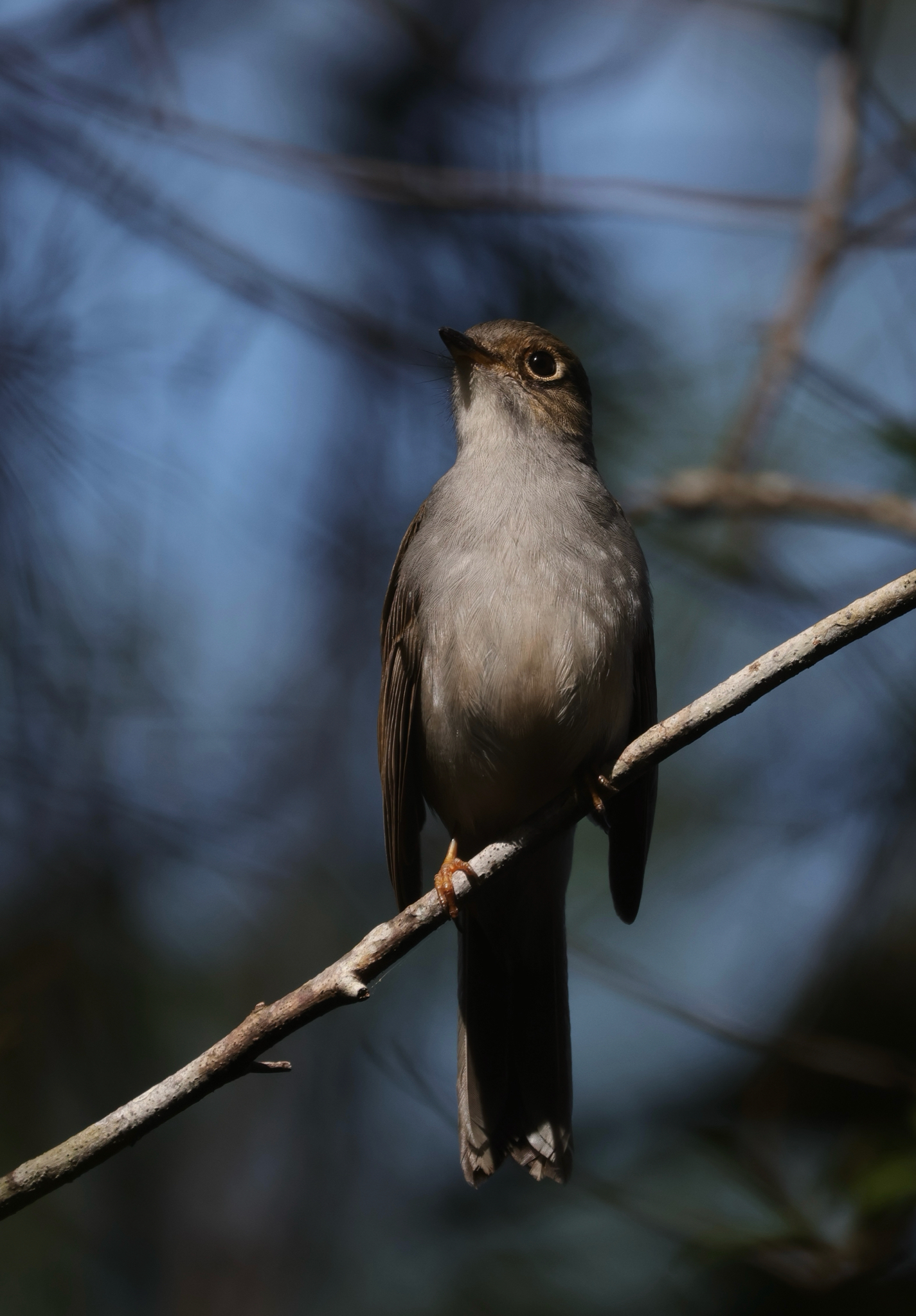Cuban Solitaire (Myadestes elisabeth), photo 9