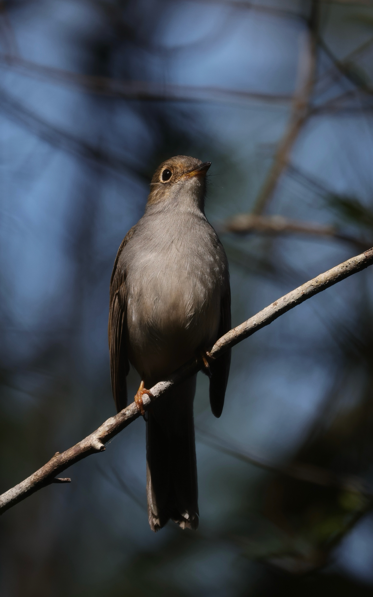 Cuban Solitaire (Myadestes elisabeth), photo 10