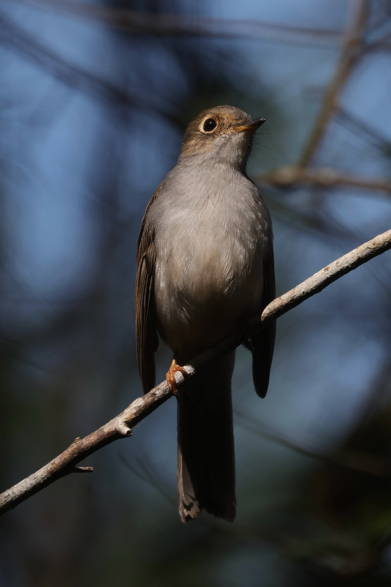 Cuban Solitaire (Myadestes elisabeth), photo 7