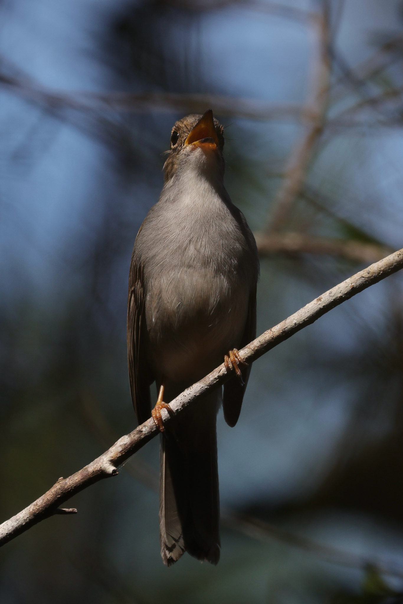 Cuban Solitaire (Myadestes elisabeth), photo 1