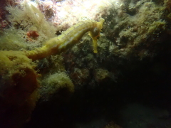 Hippocampus subelongatus