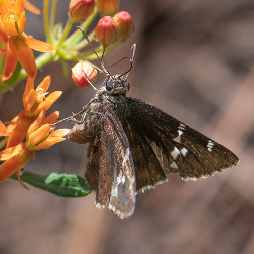 Southern Cloudywing photo 3