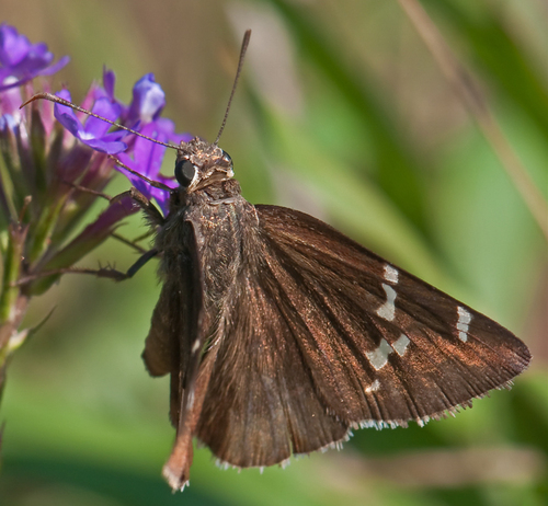 Southern Cloudywing photo 5