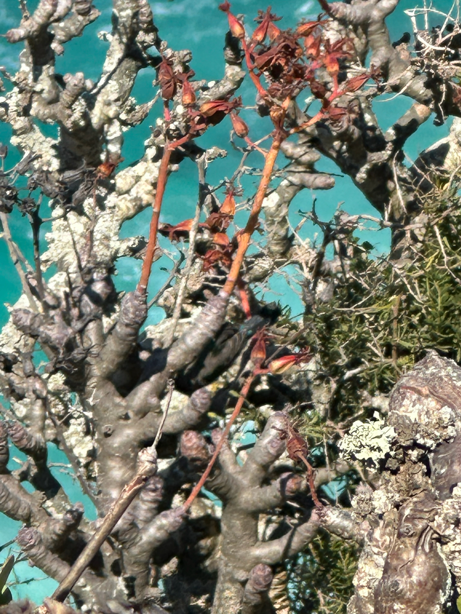 Imagem de Tylecodon paniculatus