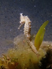 Hippocampus subelongatus