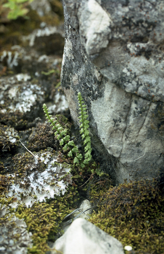 smooth woodsia (Woodsia glabella)