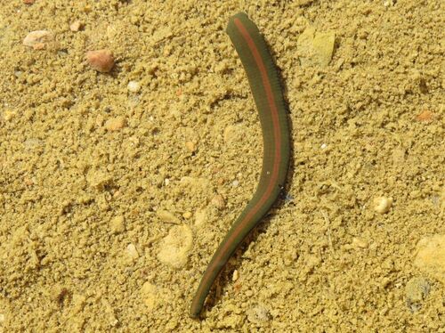 Limnatis anouarensis