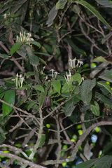 Oxyanthus speciosus