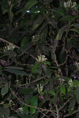 Oxyanthus speciosus